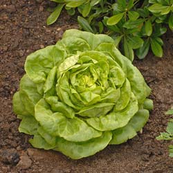 Lettuce, Gotte Jaune d'Or